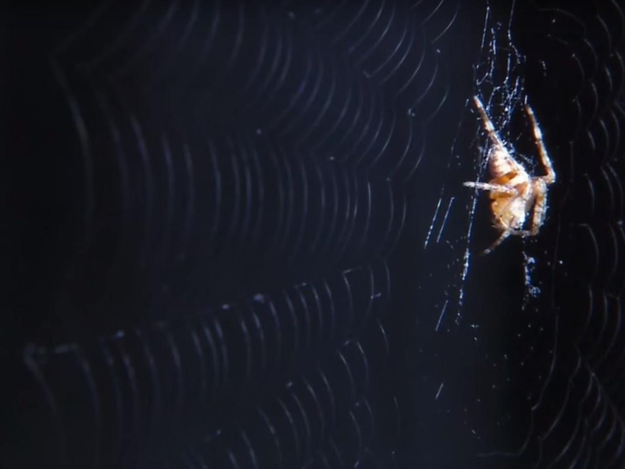 Супер-паук (super-pauk) Документальный фильм