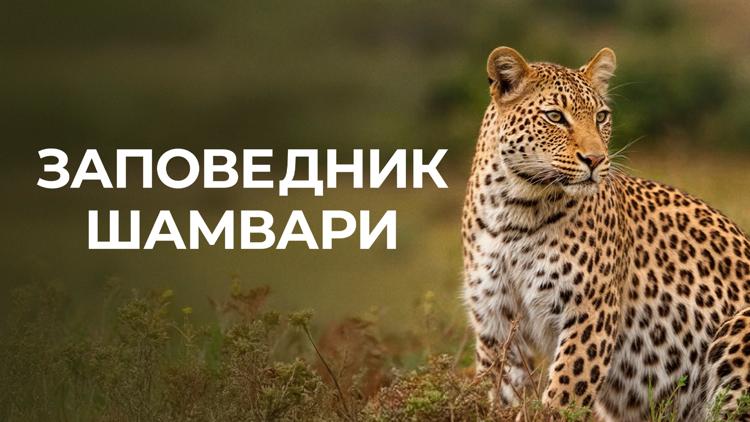 Постер Заповедник Шамвари