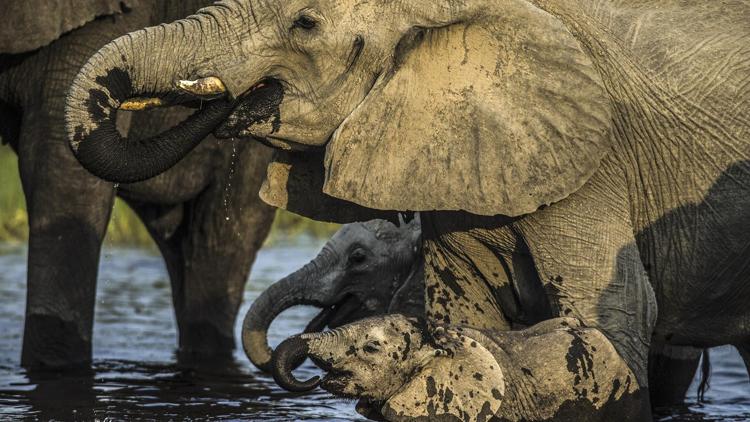 Постер Best Parents in the Animal Kingdom