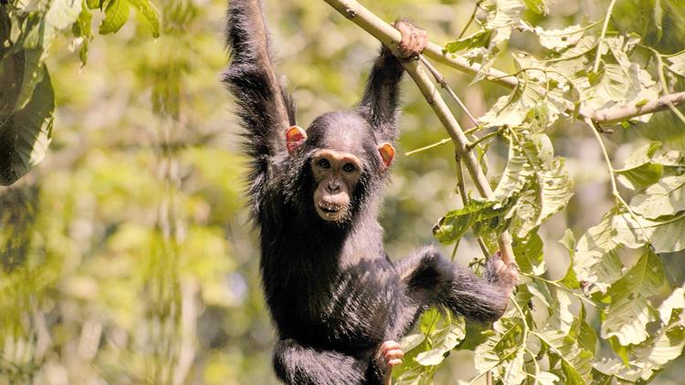 Постер Wildes Uganda - Tierparadies im Osten Afrikas