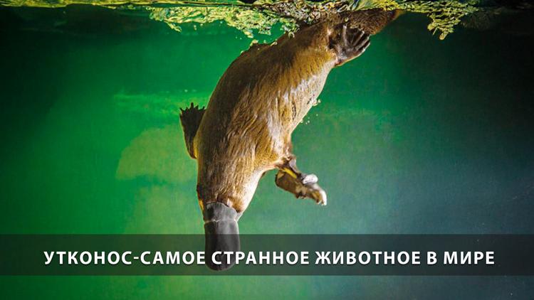 Постер Утконос-самое странное животное в мире