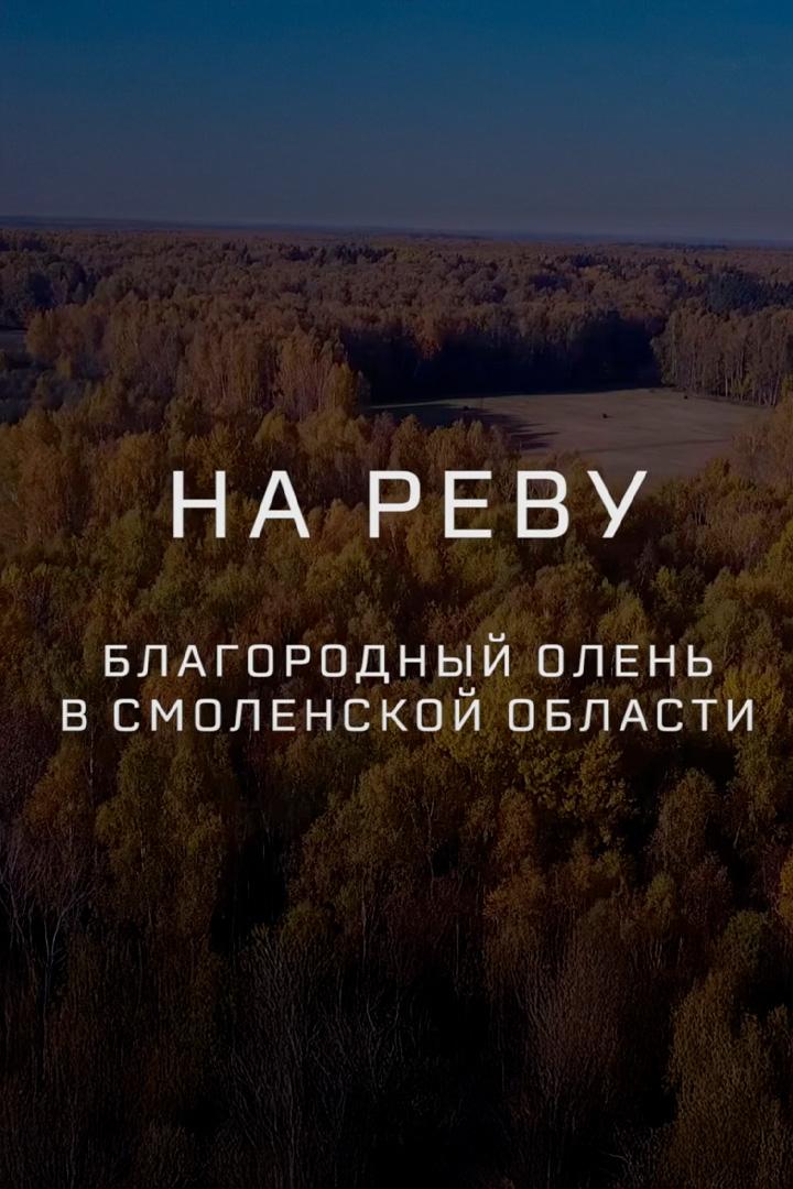 На реву. Благородный олень в Смоленской области (na-revu-blagorodnyj-olen-v-smolenskoj-oblasti) Познавательное