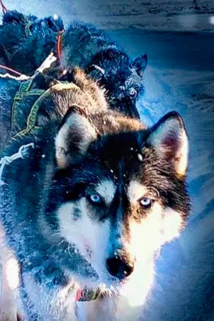 Перевал Дятлова. Экспедиция на собачьих упряжках (pereval-djatlova-ekspeditsija-na-sobachih-uprjazhkah) Познавательное