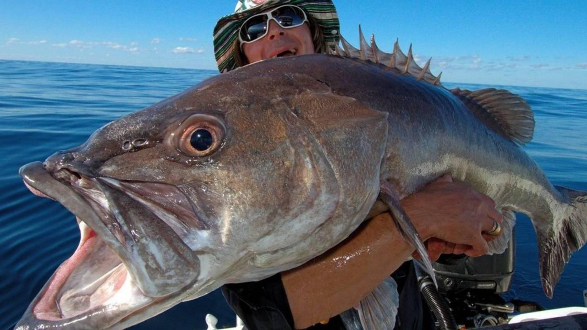 Крупная и злая рыба (krupnaja-i-zlaja-ryba) Документальный сериал