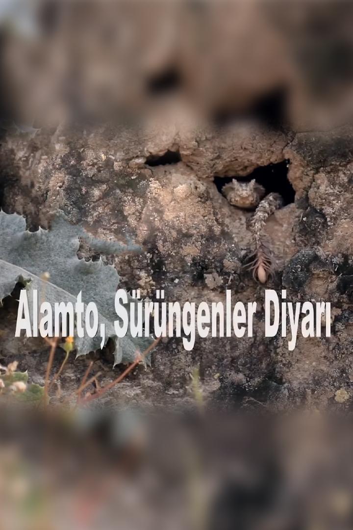 Alamto Sürüngenler Diyarı (alamto-srngenler-diyar) Познавательное