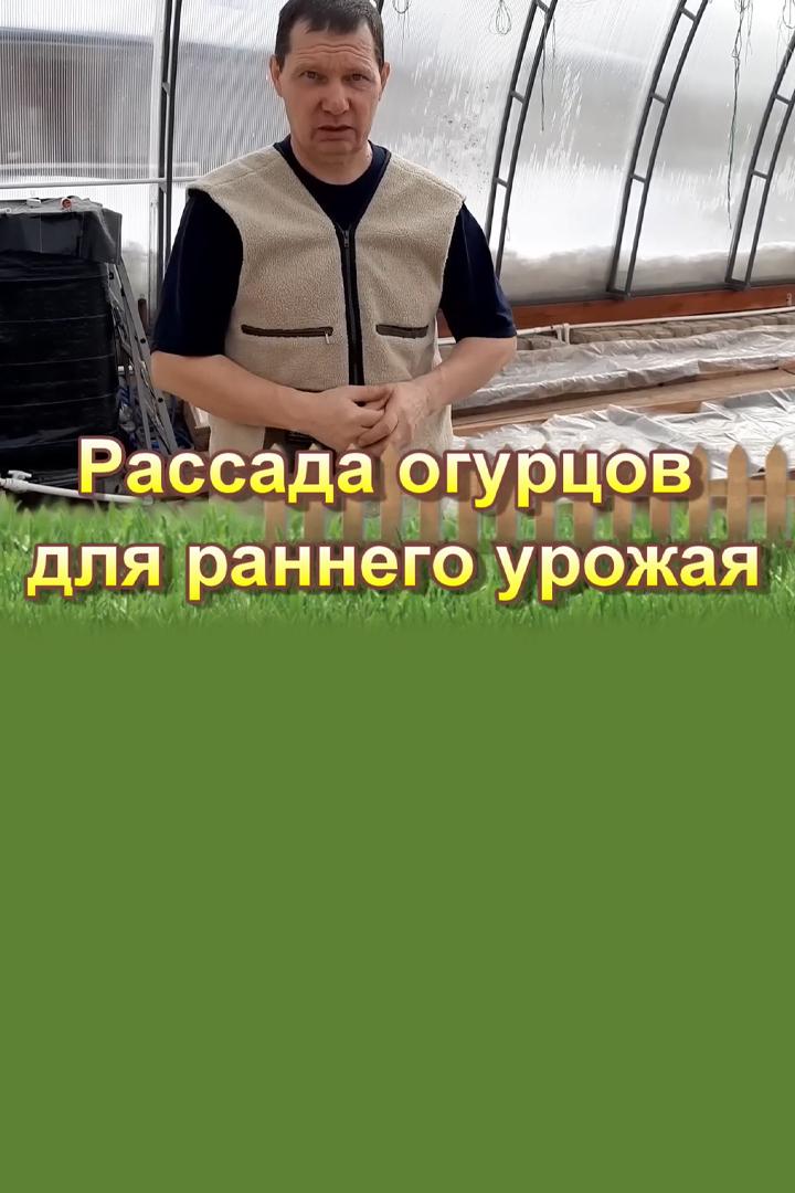 Рассада огурцов для раннего урожая (rassada-ogurtsov-dlja-rannego-urozhaja) Досуг, хобби