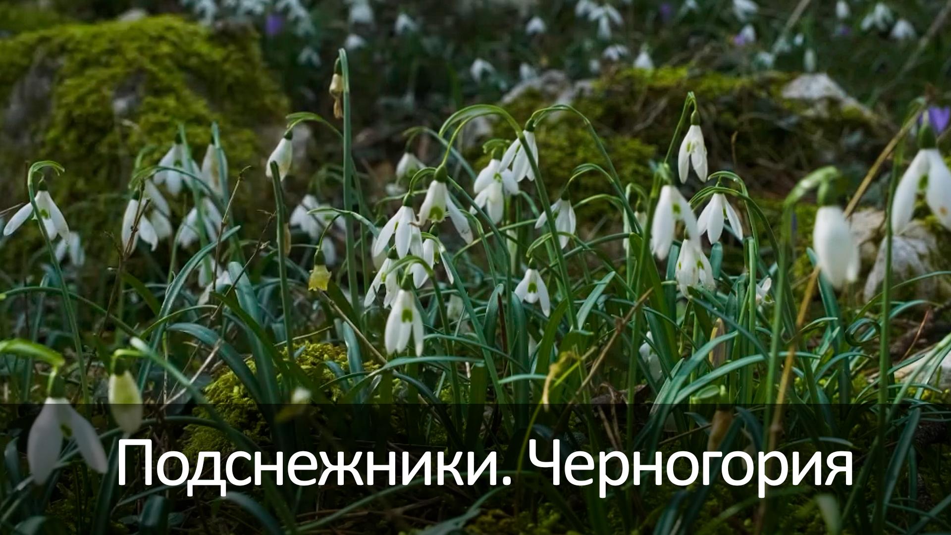 Подснежники. Черногория (podsnezhniki-chernogorija) Досуг, хобби
