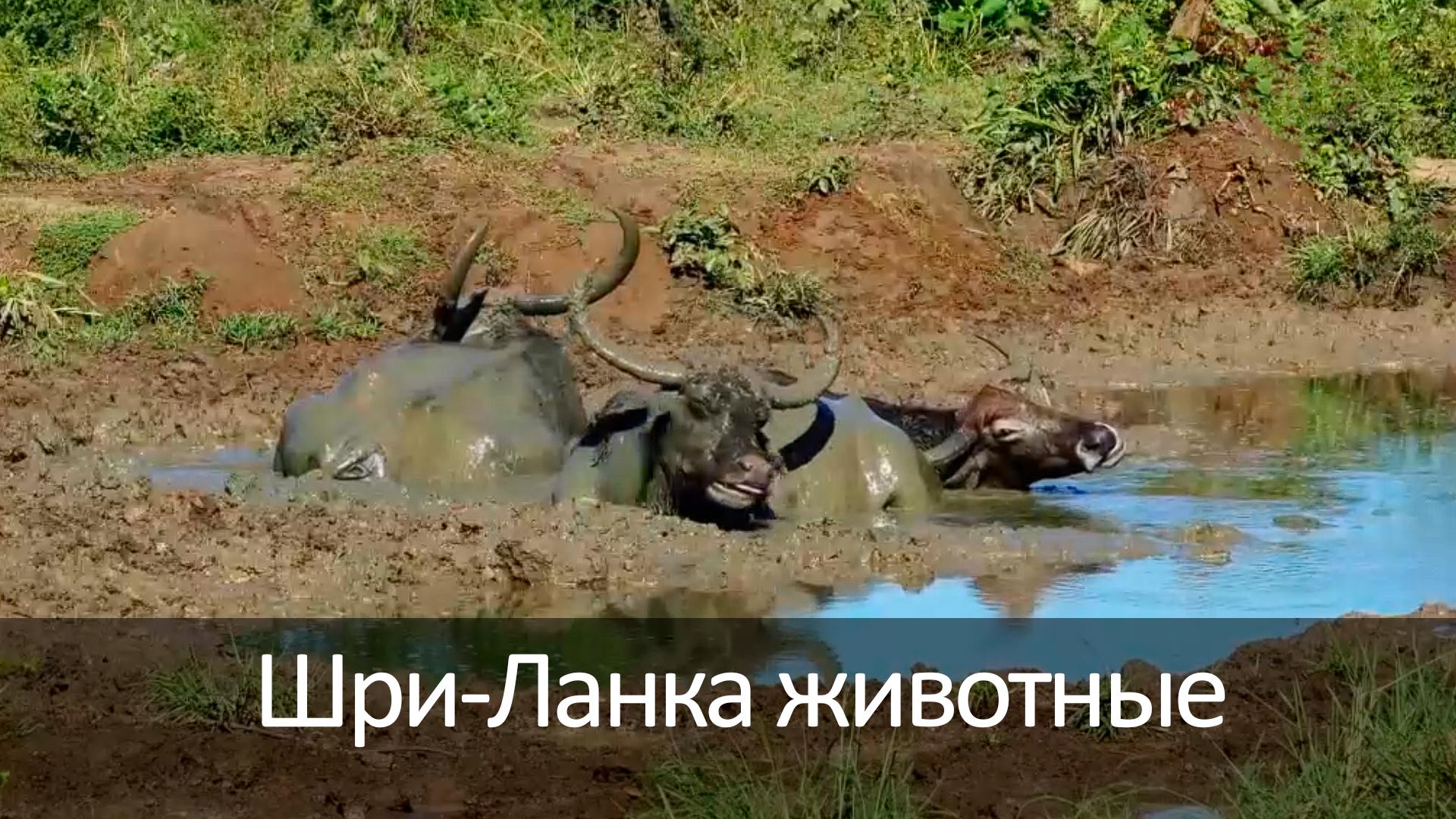 Шри-Ланка животные (shri-lanka-zhivotnye) Досуг, хобби