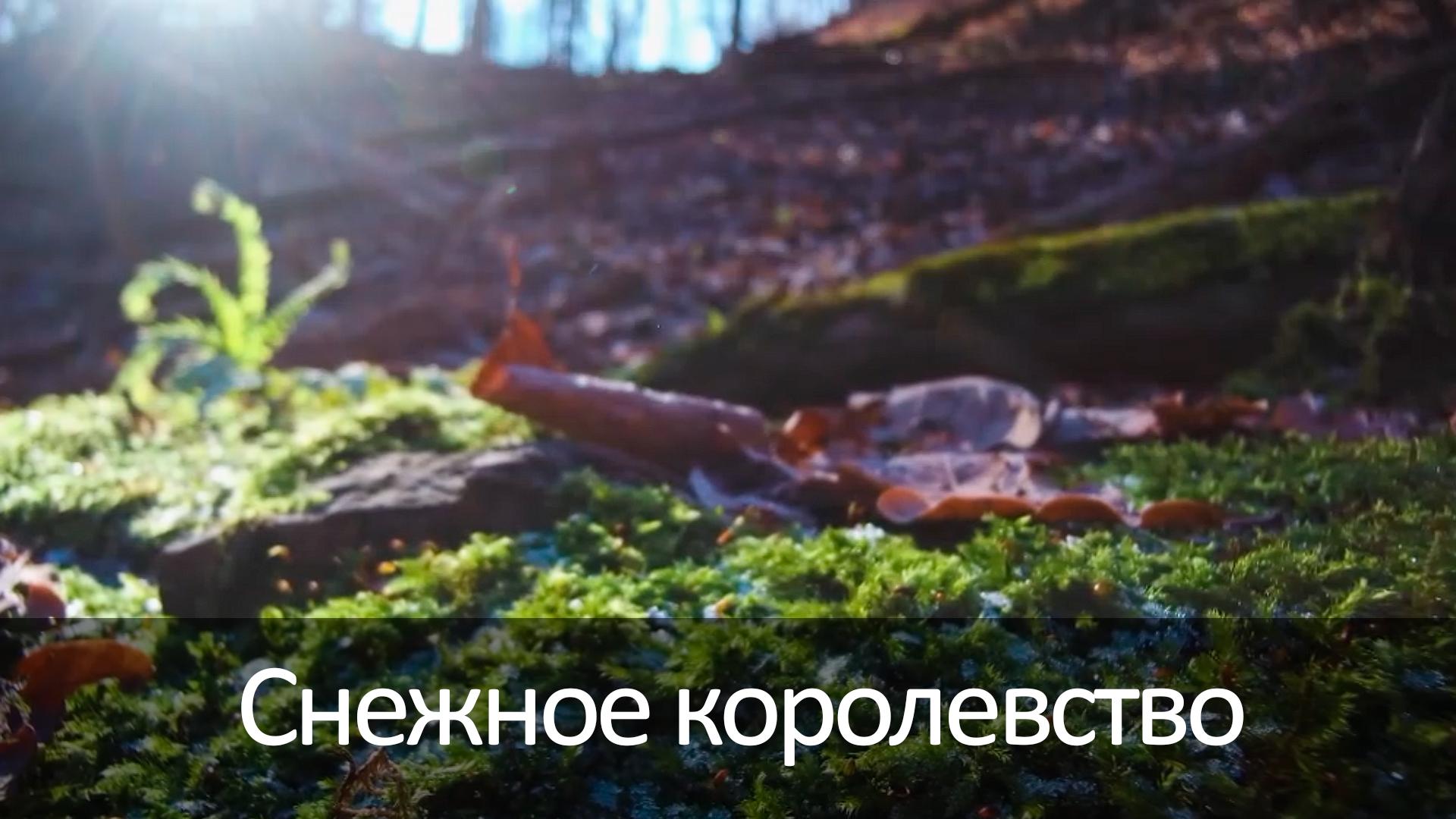 Снежное королевство (snezhnoe-korolevstvo) Познавательное