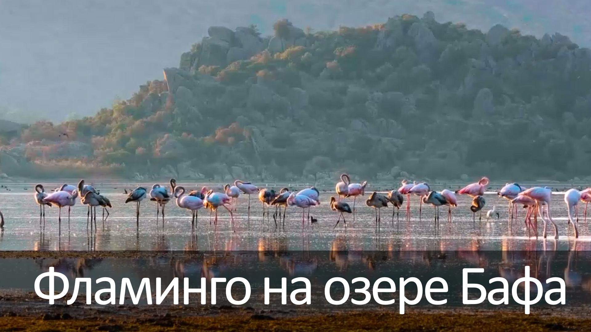 Фламинго на озере Бафа (flamingo-na-ozere-bafa) Досуг, хобби