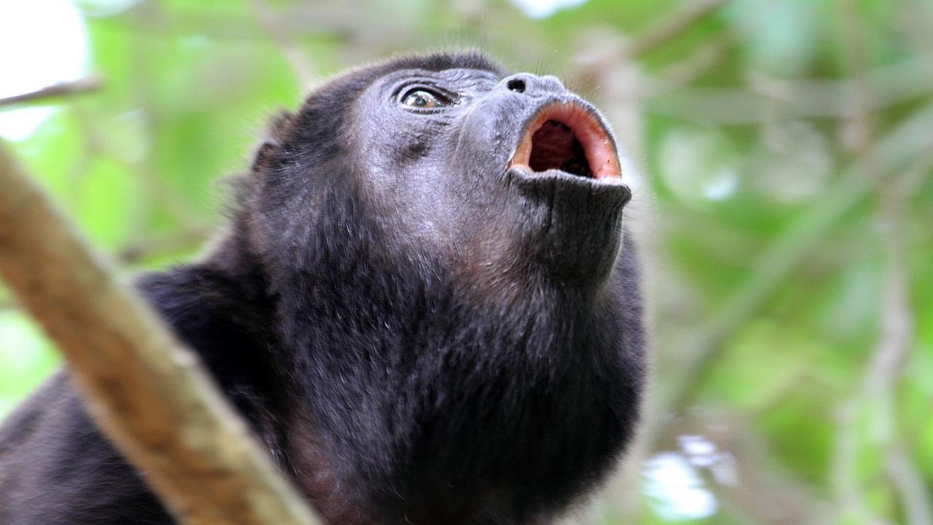 Зог и небесные реки (zog-i-nebesnye-reki) Документальный сериал