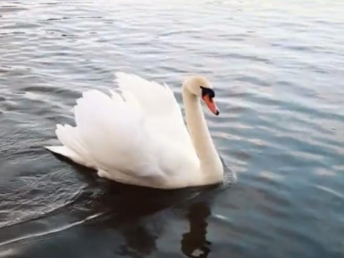 Сето. Пасхальные встречи (seto-pashalnye-vstrechi) Документальный фильм