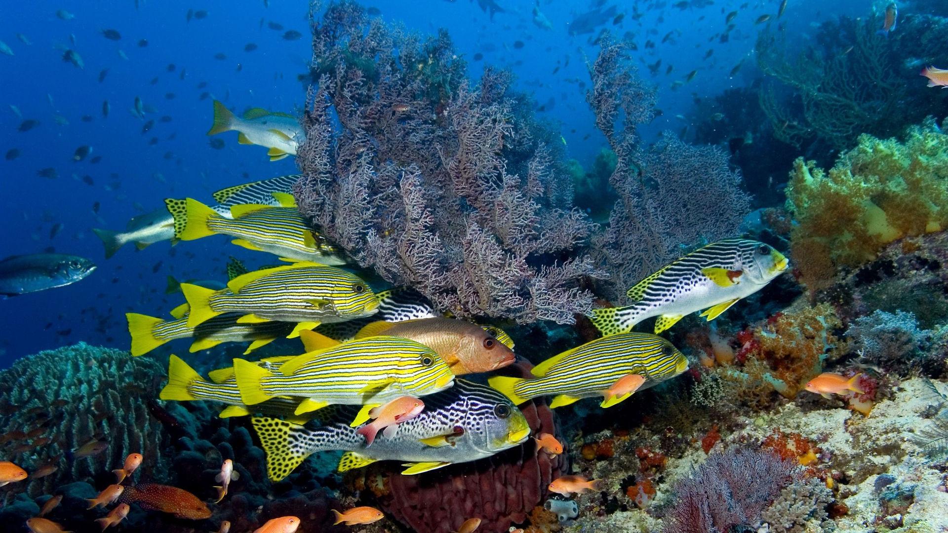 Подводная охота (podvodnaja-ohota) Реалити-шоу