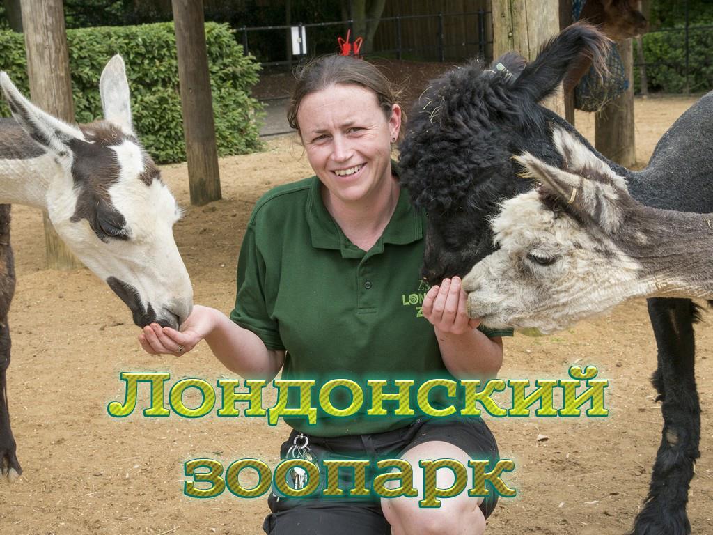 Лондонский зоопарк (londonskij-zoopark) Документальный сериал