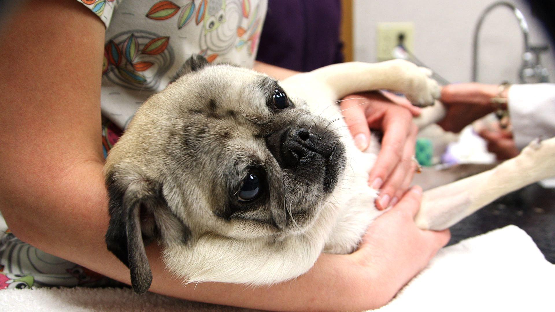 Доктор Айболит (doktor-ajbolit) Познавательное