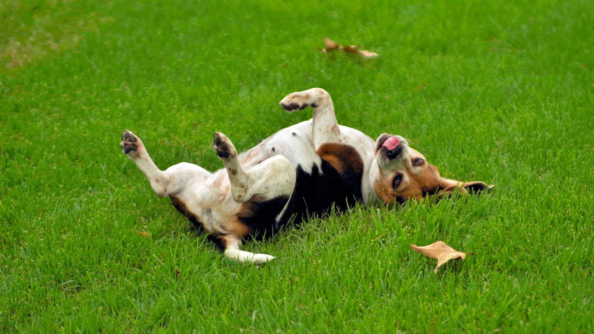 Ко мне! (ko-mne) Познавательное