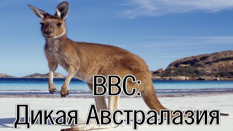 Постер BBC: Дикая Австралазия