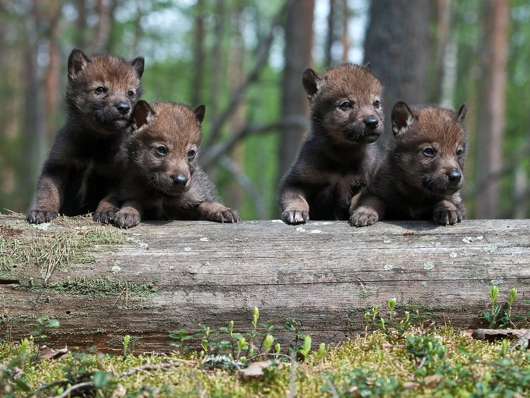 Дикие детки (dikie-detki) Документальный сериал