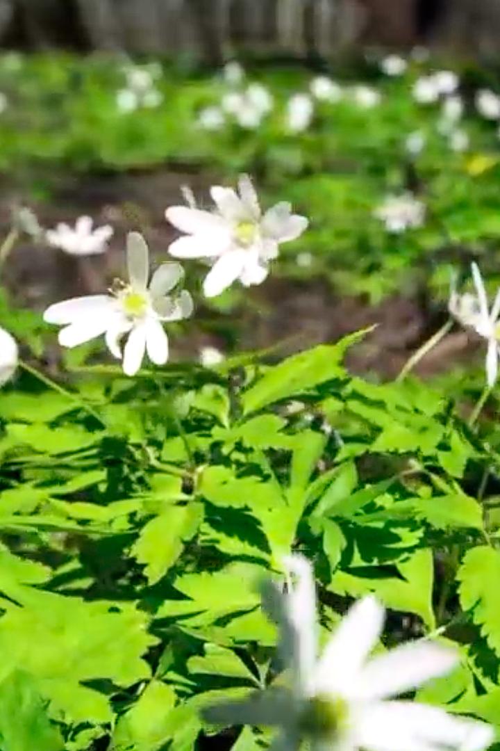 Весенний лес (vesennij-les) Досуг, хобби