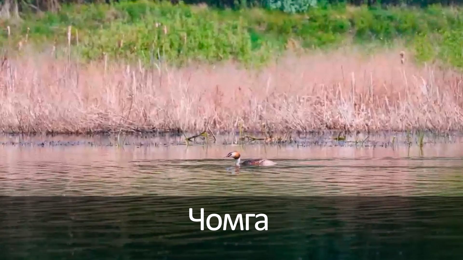 Чомга (chomga) Досуг, хобби