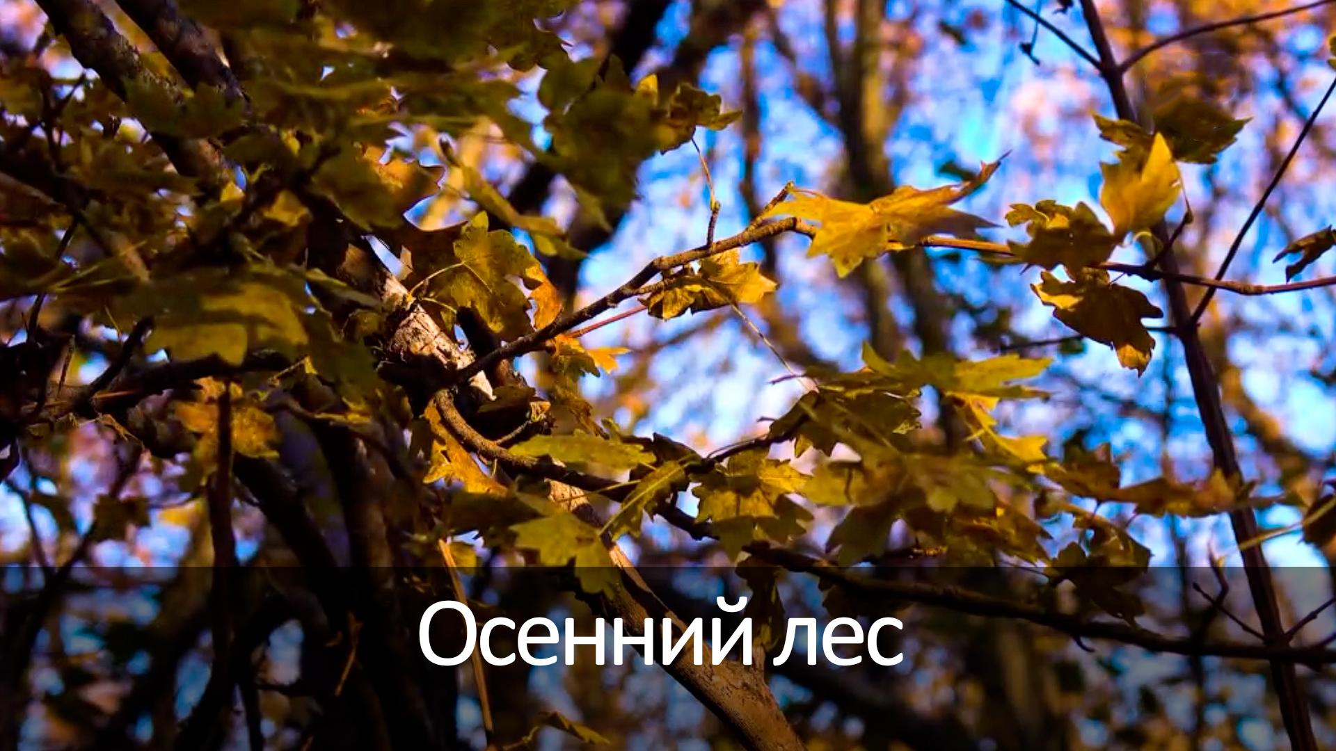 Осенний лес (osennij-les) Досуг, хобби