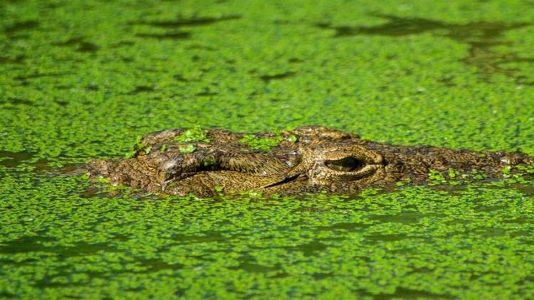 Постер Das Krokodil Innenansichten eines Kraftpakets