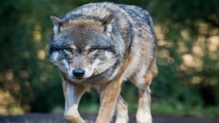 Постер Les loups, nos voisins