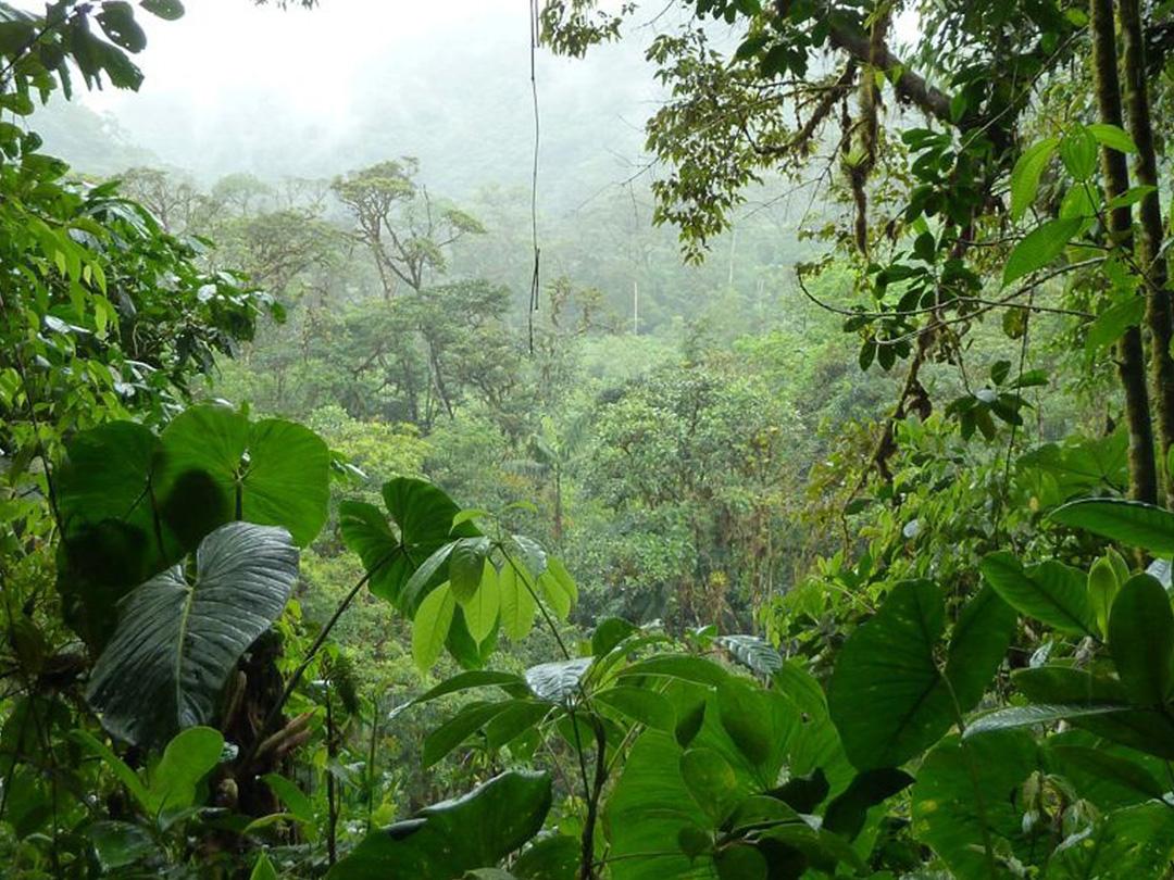 Жизнь по законам джунглей. Камерун (zhizn-po-zakonam-dzhunglej-kamerun) Документальный фильм