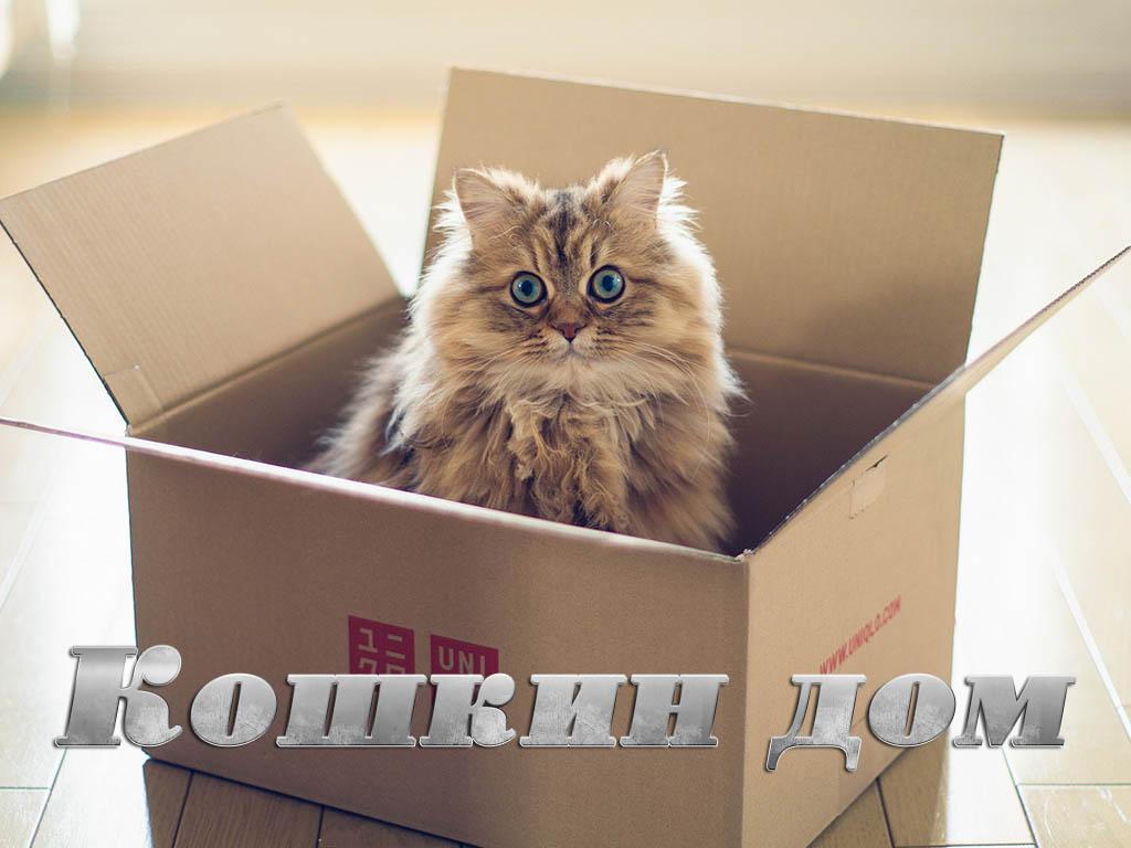 Кошкин дом (koshkin-dom) Документальный фильм
