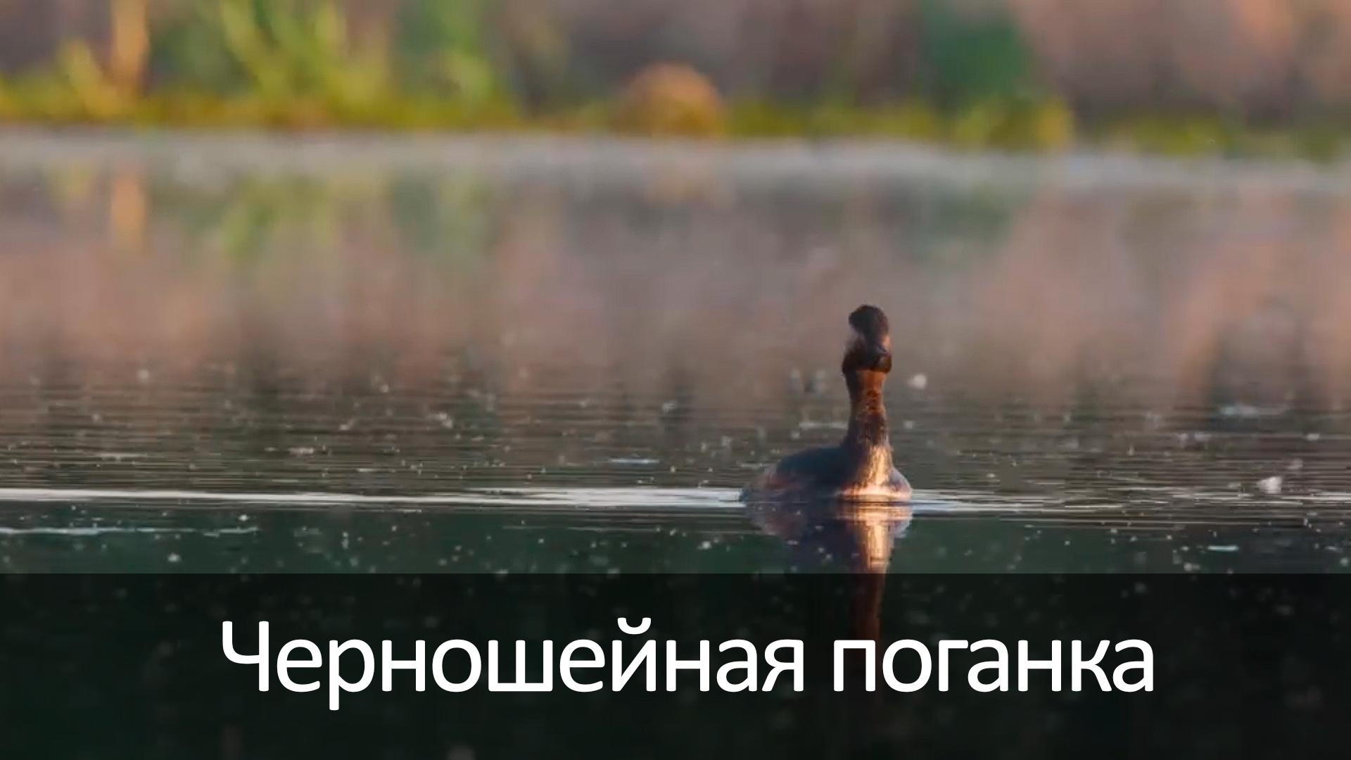 Черношейная поганка (chernoshejnaja-poganka) Досуг, хобби