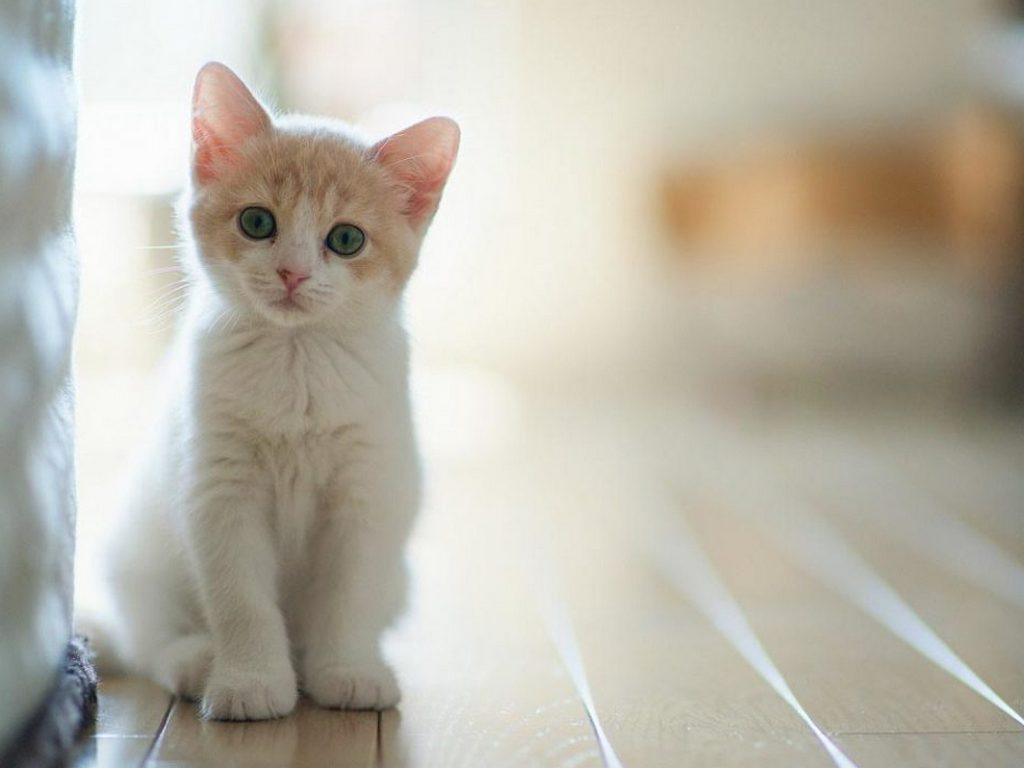 Наука о Кошках (nauka-o-koshkah) Познавательное