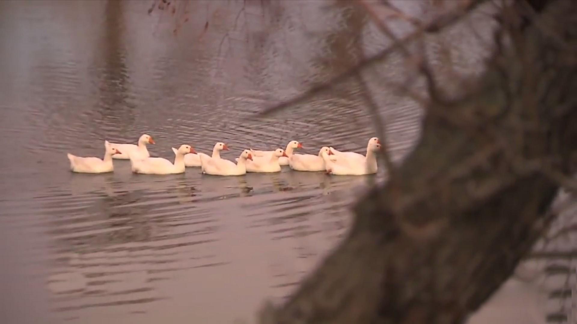 Значит любит? (znachit-ljubit) Документальный фильм