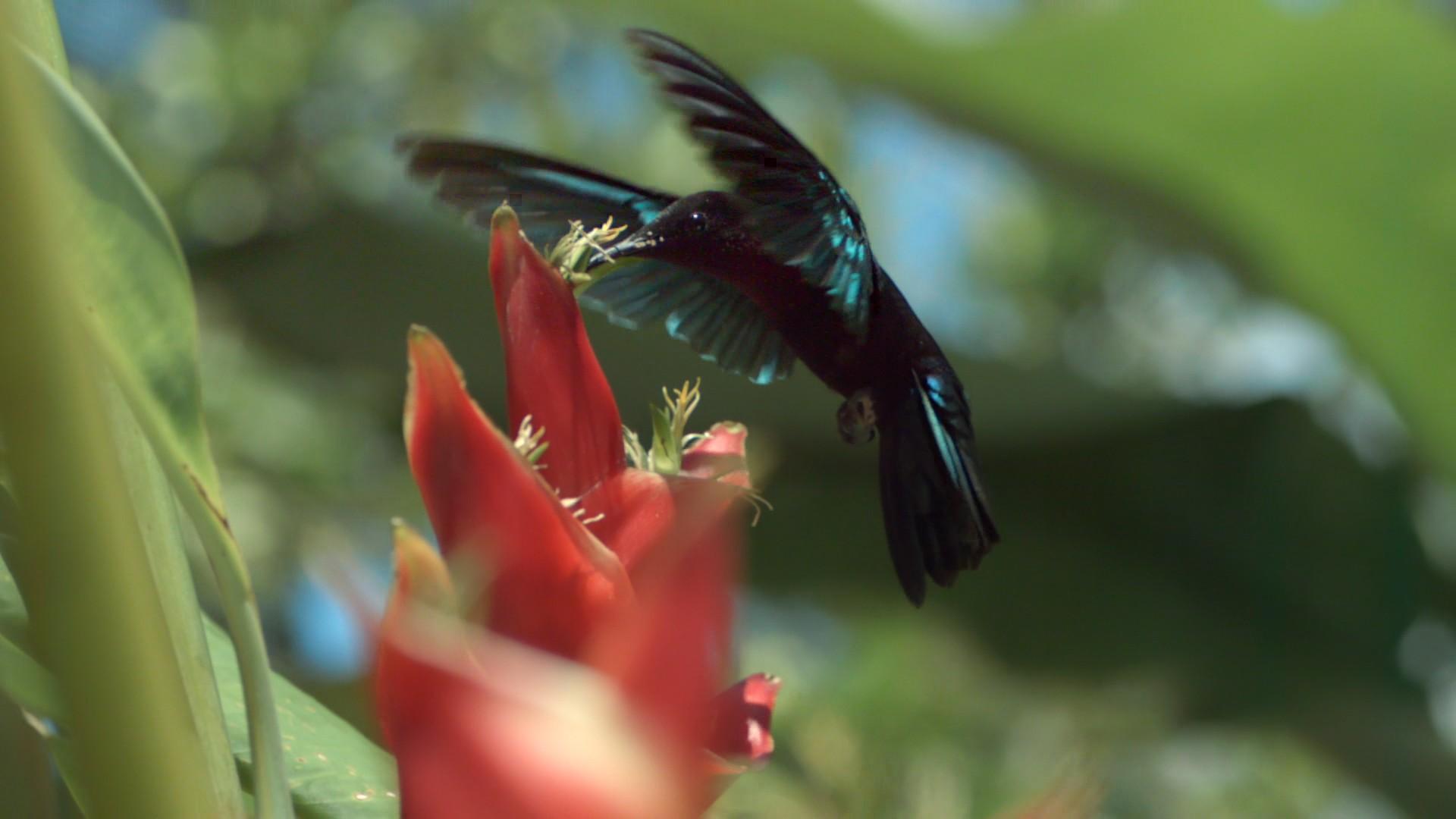 BBC: Жизнь (bbc-zhizn) Документальный сериал