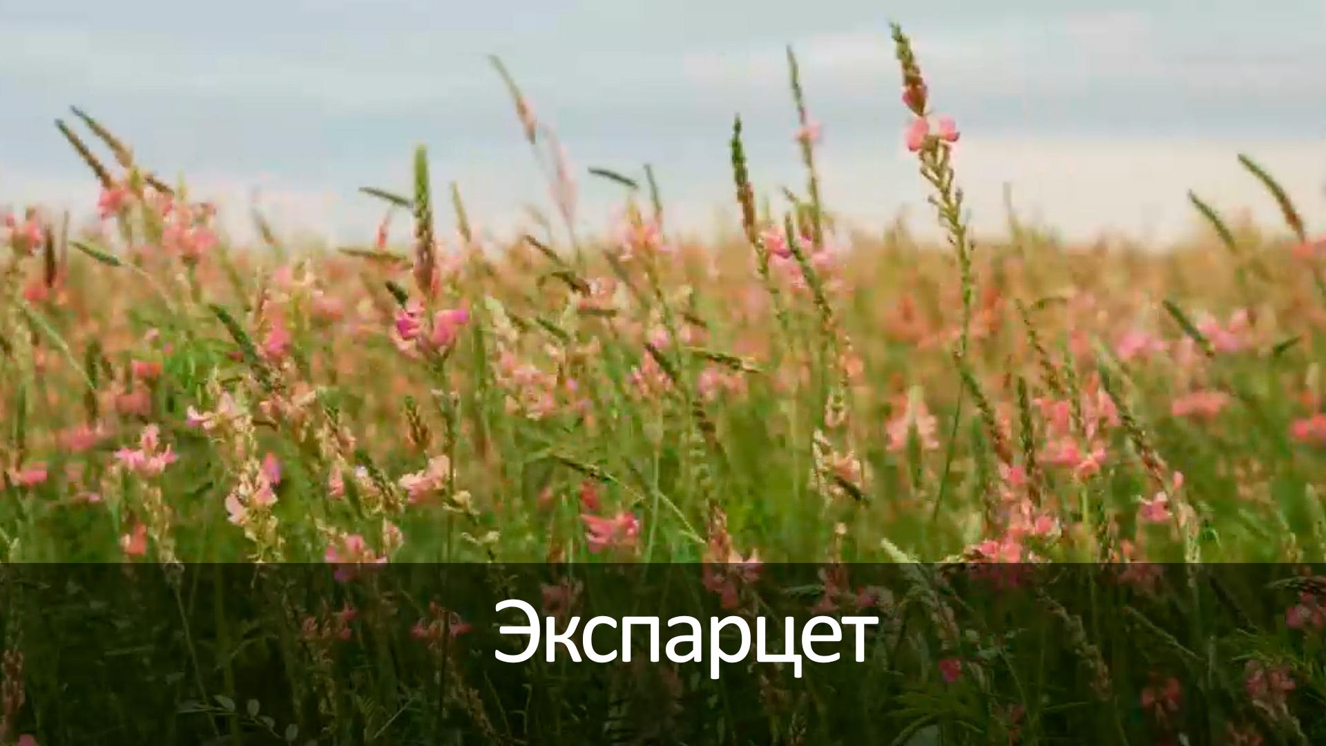 Экспарцет (ekspartset) Досуг, хобби