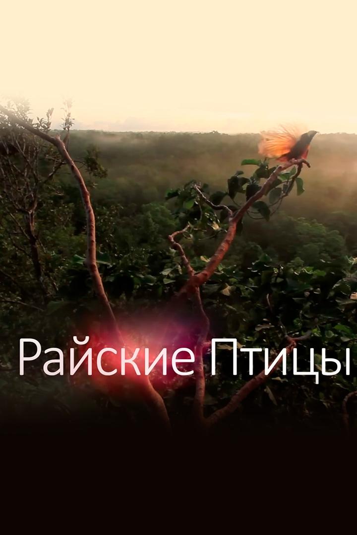 Райские птицы: Откуда у них такое завораживающее оперение? (rajskie-ptitsy-otkuda-u-nih-takoe-zavorazhivajuschee-operenie) Документальный фильм