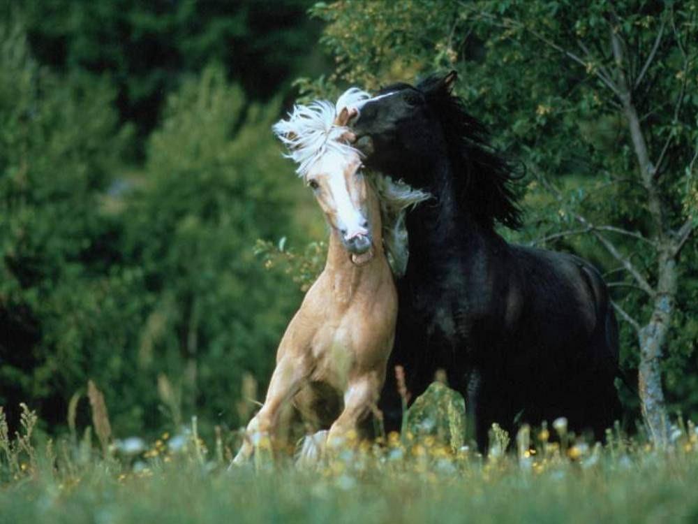 Мустанги: живая легенда (mustangi-zhivaja-legenda) Документальный фильм