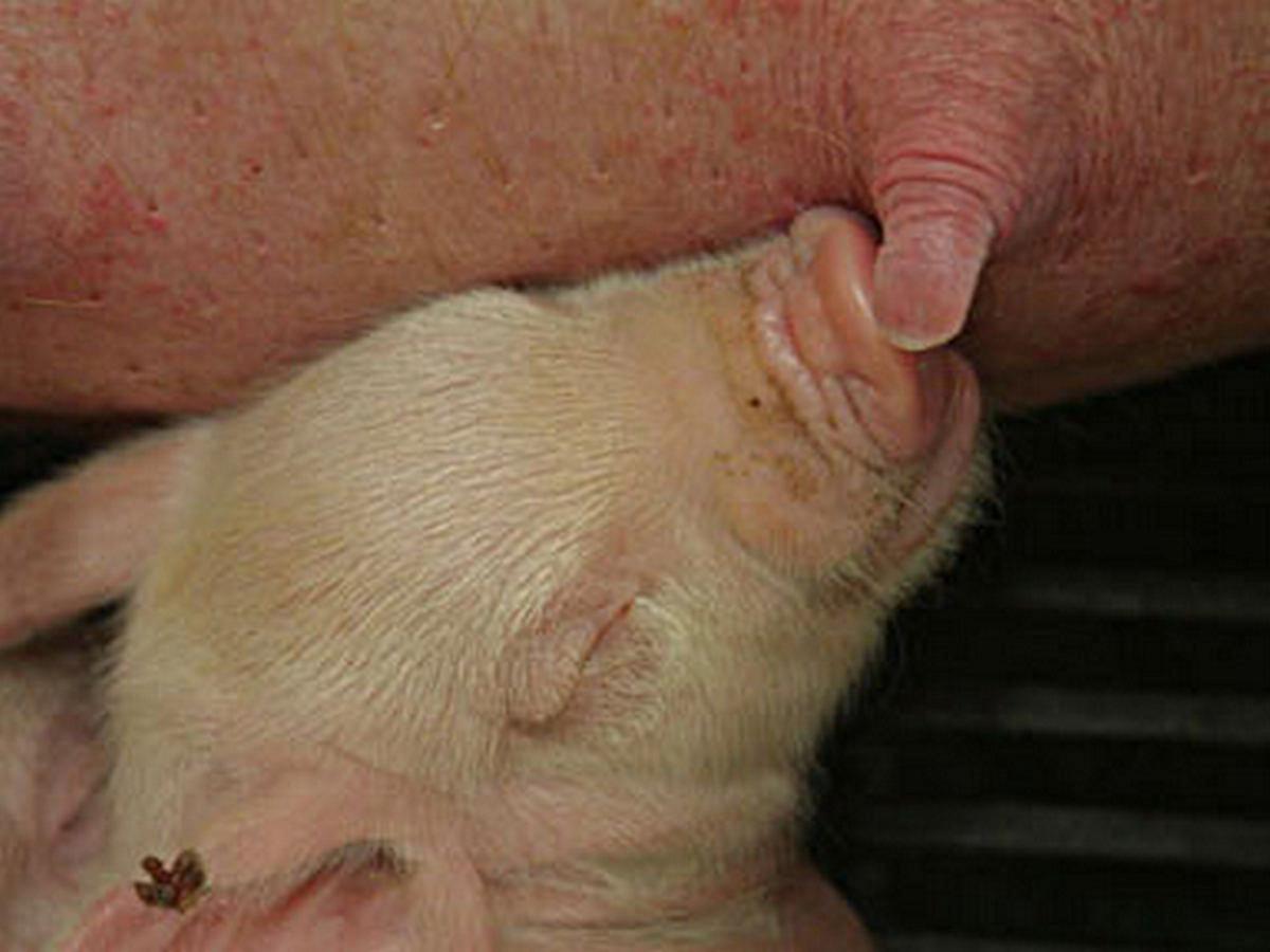 Талантливые животные (talantlivye-zhivotnye) Документальный сериал