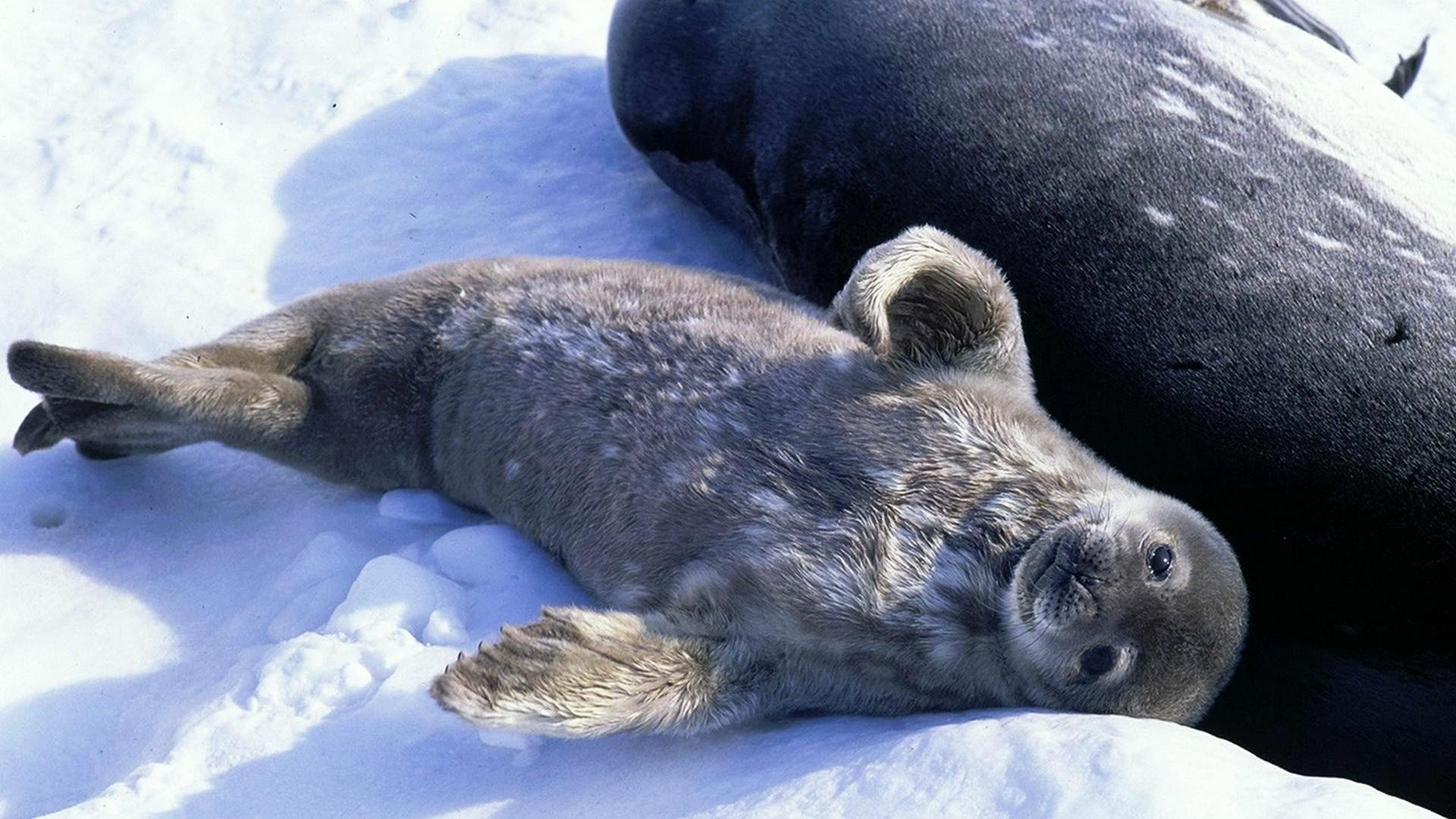 Дикая Антарктика (dikaja-antarktika) Документальный фильм