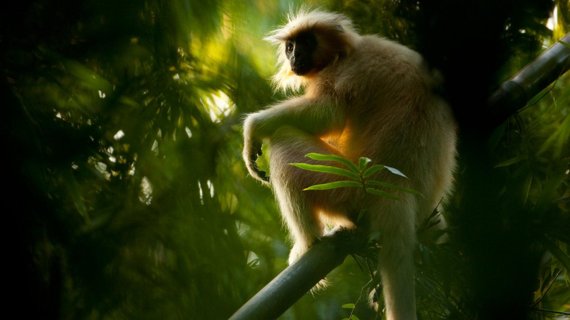 Дикий рай Индии (dikij-raj-indii) Документальный фильм