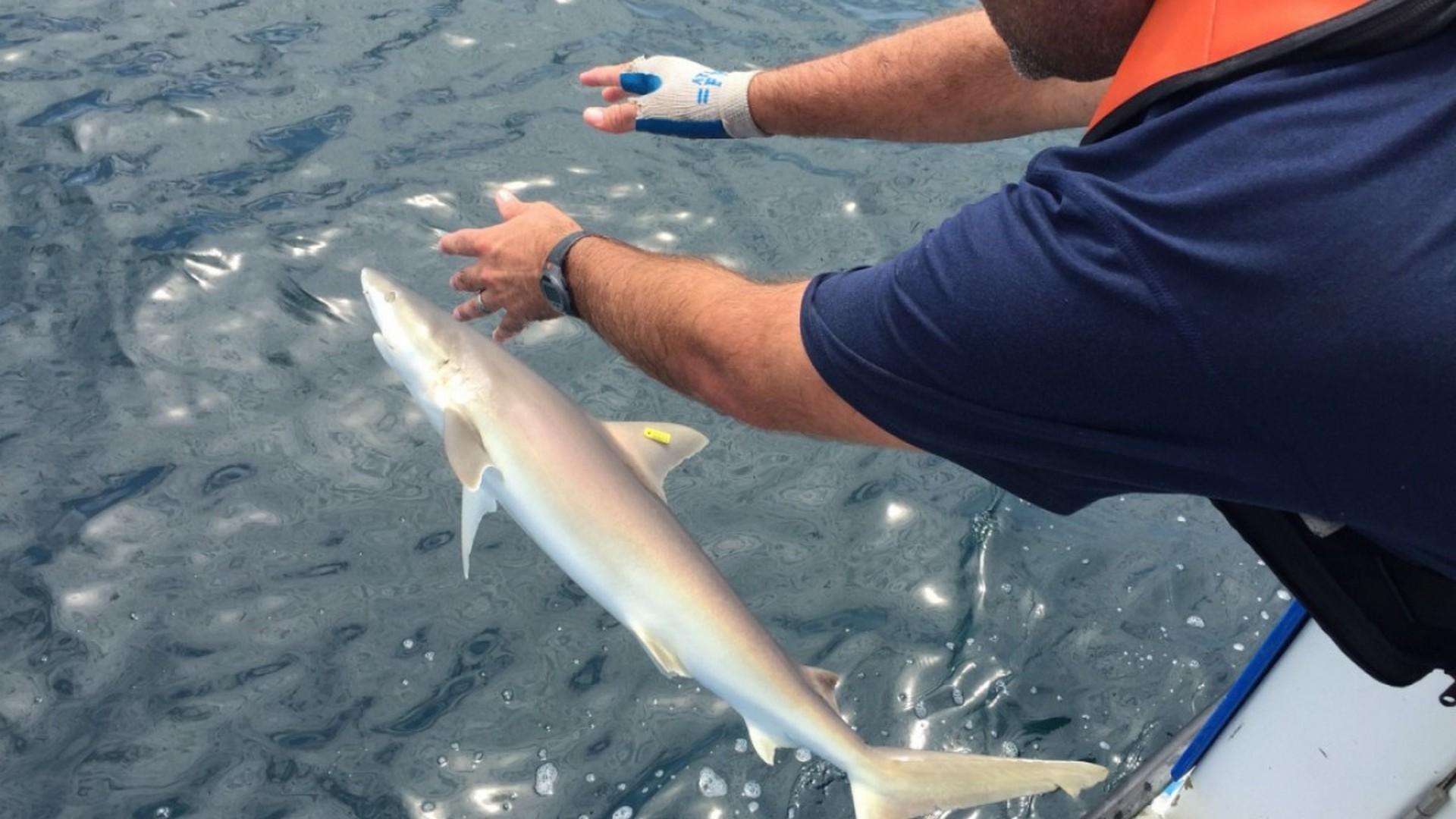 Молниеносные акулы (molnienosnye-akuly) Документальный фильм