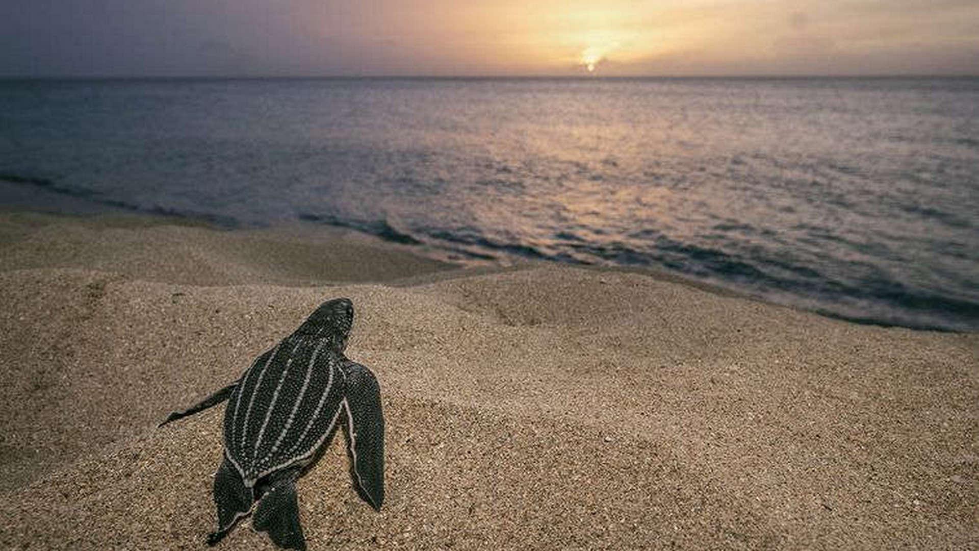 Море надежды: подводные сокровища Америки (more-nadezhdy-podvodnye-sokrovischa-ameriki) Документальный фильм