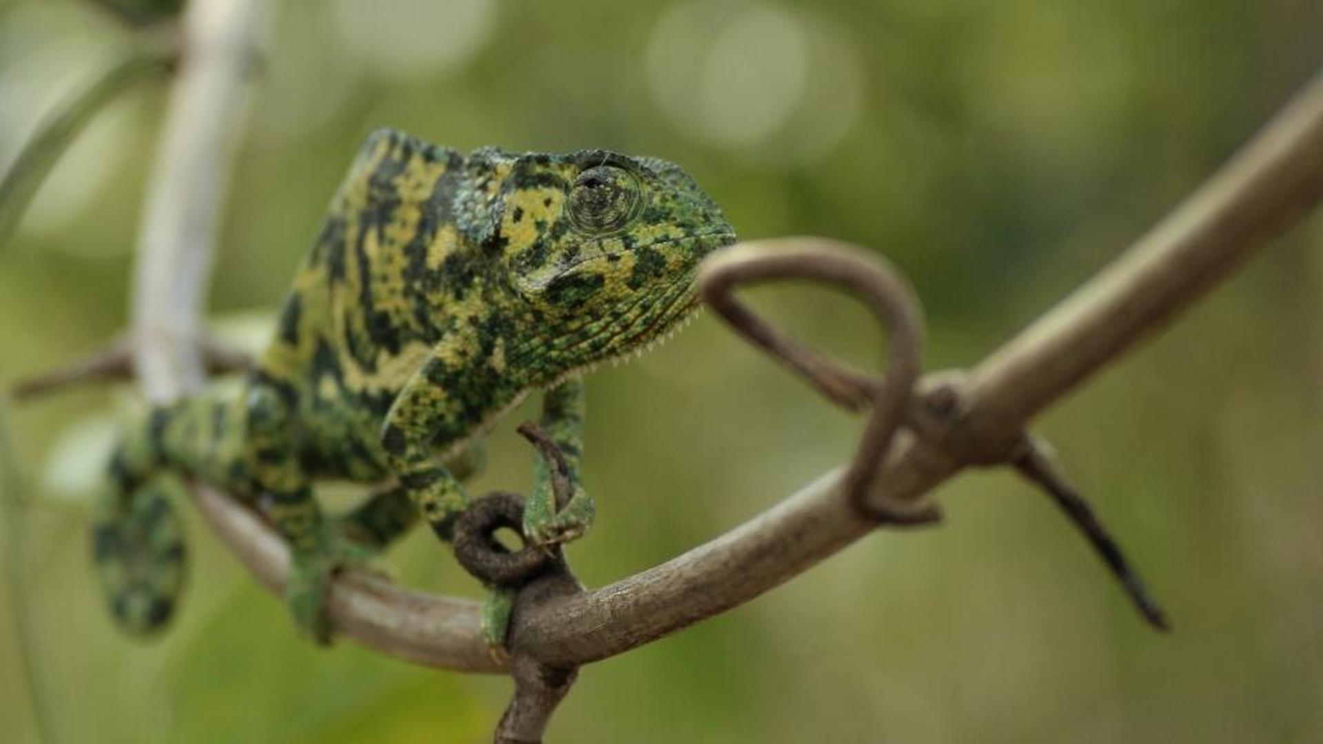 Невероятная Африка (neverojatnaja-afrika) Документальный сериал