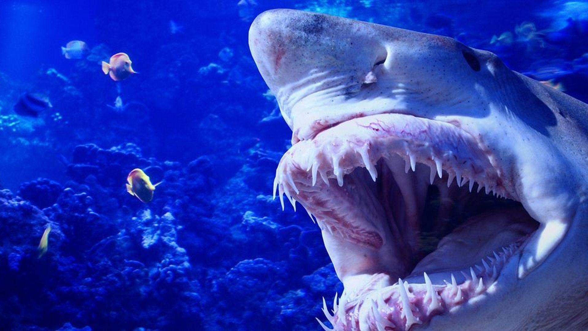 Самые опасные животные Австралии (samye-opasnye-zhivotnye-avstralii) Документальный сериал