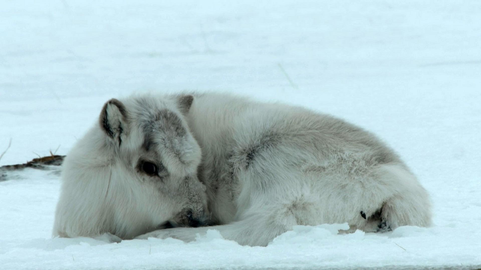 Уцелевшая природа Европы (utselevshaja-priroda-evropy) Документальный фильм