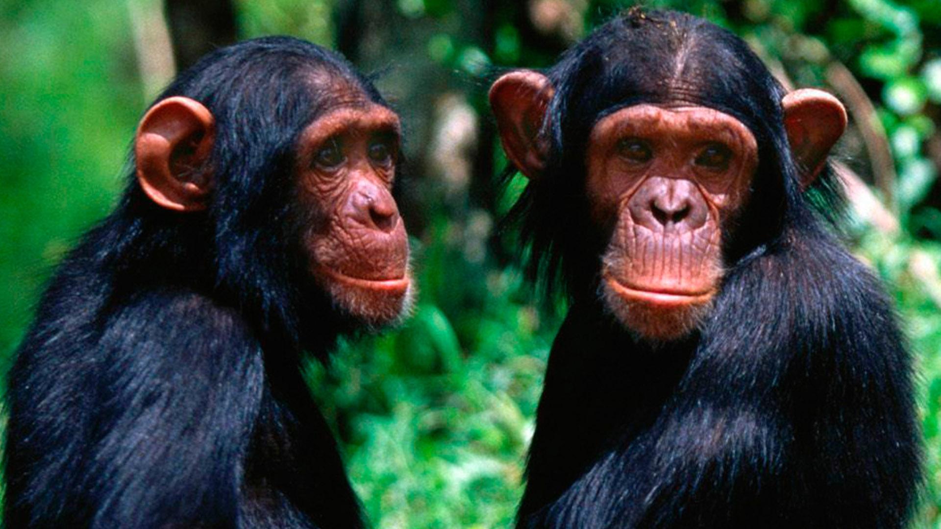 Всё о мире обезьян (vse-o-mire-obezjan) Документальный фильм