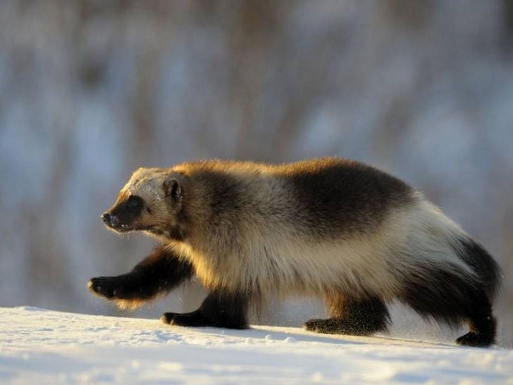 Неуловимая росомаха (neulovimaja-rosomaha) Документальный фильм