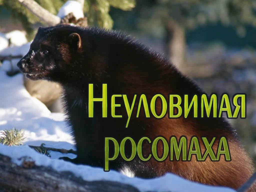 Неуловимая росомаха (neulovimaja-rosomaha) Документальный фильм