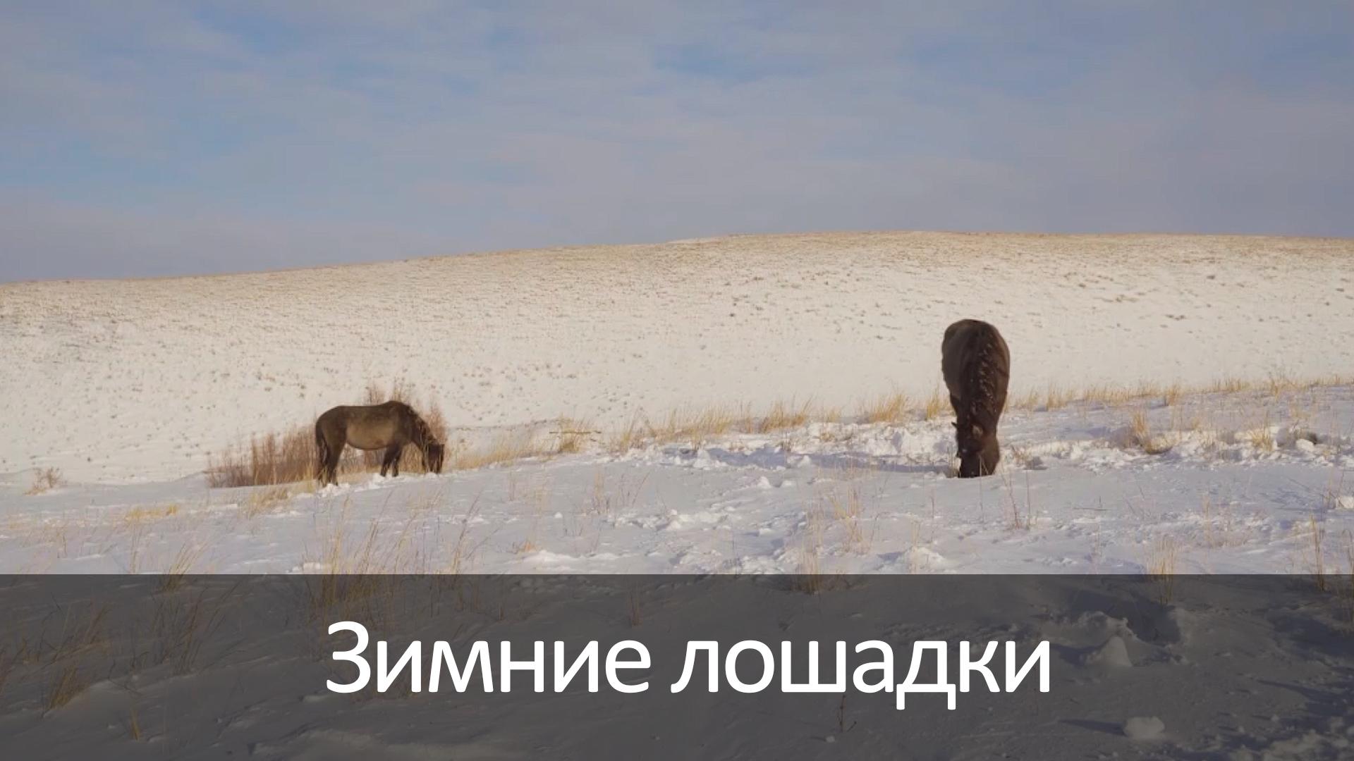 Зимние лошадки (zimnie-loshadki) Досуг, хобби