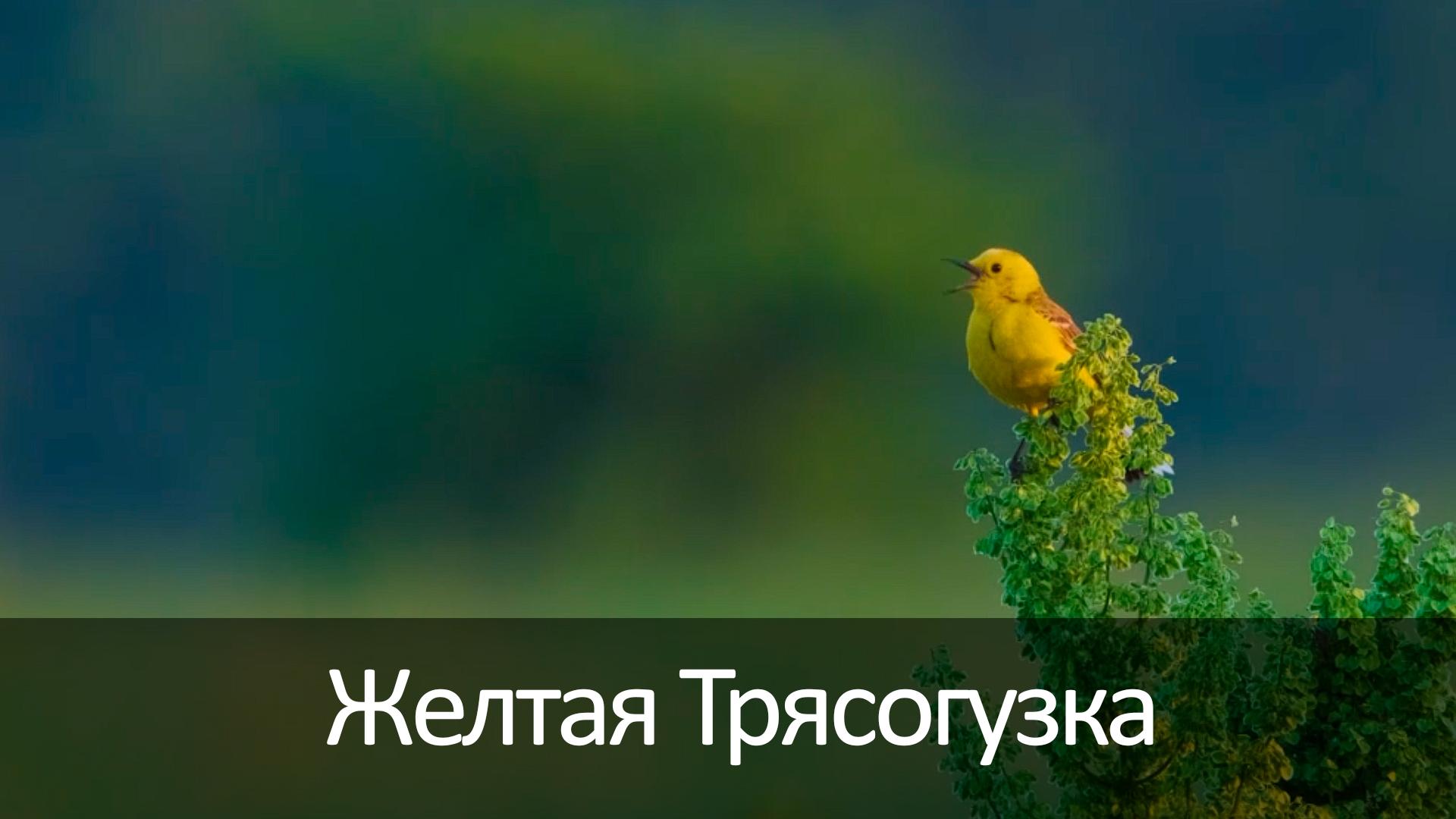 Желтая Трясогузка (zheltaja-trjasoguzka) Досуг, хобби