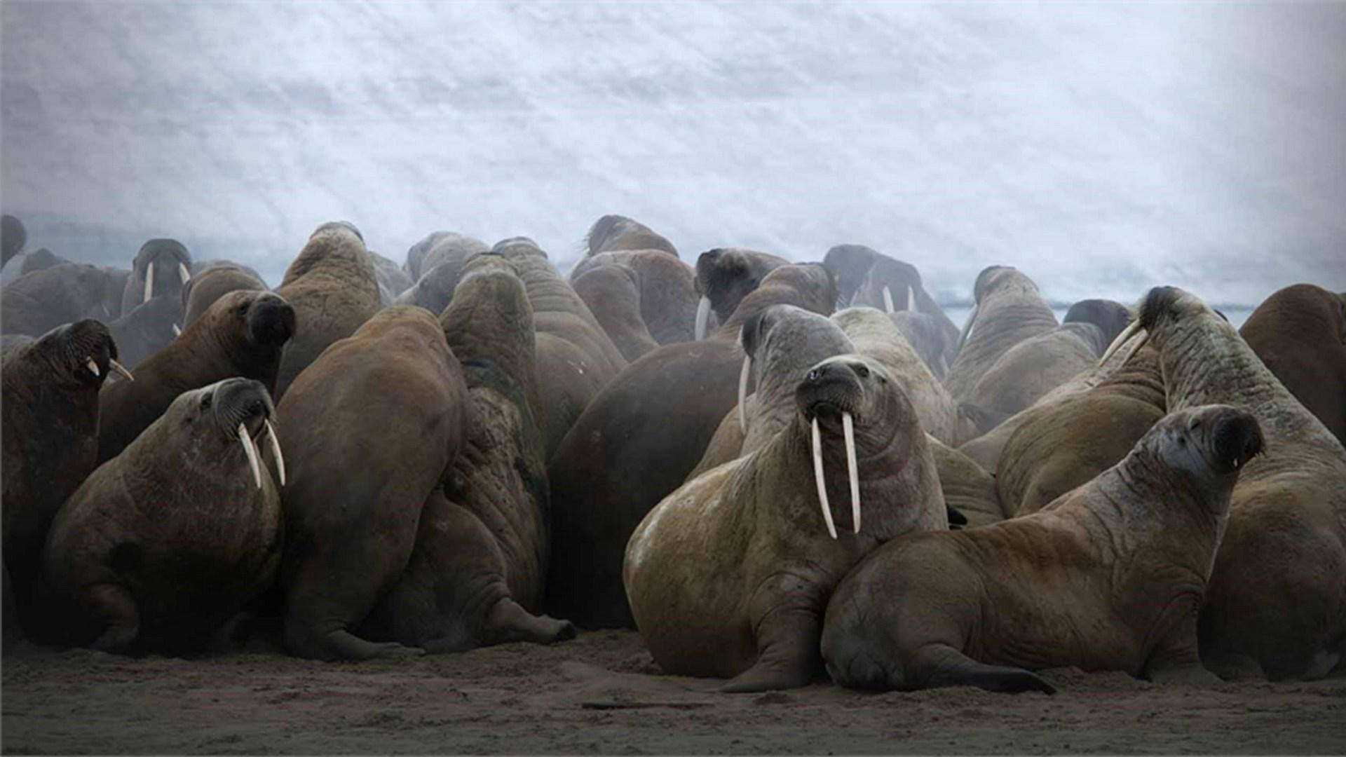 За ледяным покровом России (za-ledjanym-pokrovom-rossii) Документальный фильм